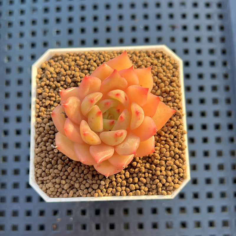 Echeveria Hybrid sp. 1"-2" Hand-Selected Clone (From Brotherly Farm) Succulent Plant Cutting