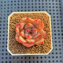 Echeveria Hybrid sp. 1"-2" Hand-Selected Clone (From Brotherly Farm) Succulent Plant Cutting