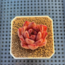 Echeveria Hybrid sp. 1"-2" Hand-Selected Clone (From Brotherly Farm) Succulent Plant Cutting