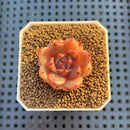 Echeveria Hybrid sp. 1"-2" Hand-Selected Clone (From Brotherly Farm) Succulent Plant Cutting