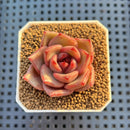 Echeveria Hybrid sp. 1"-2" Hand-Selected Clone (From Brotherly Farm) Succulent Plant Cutting