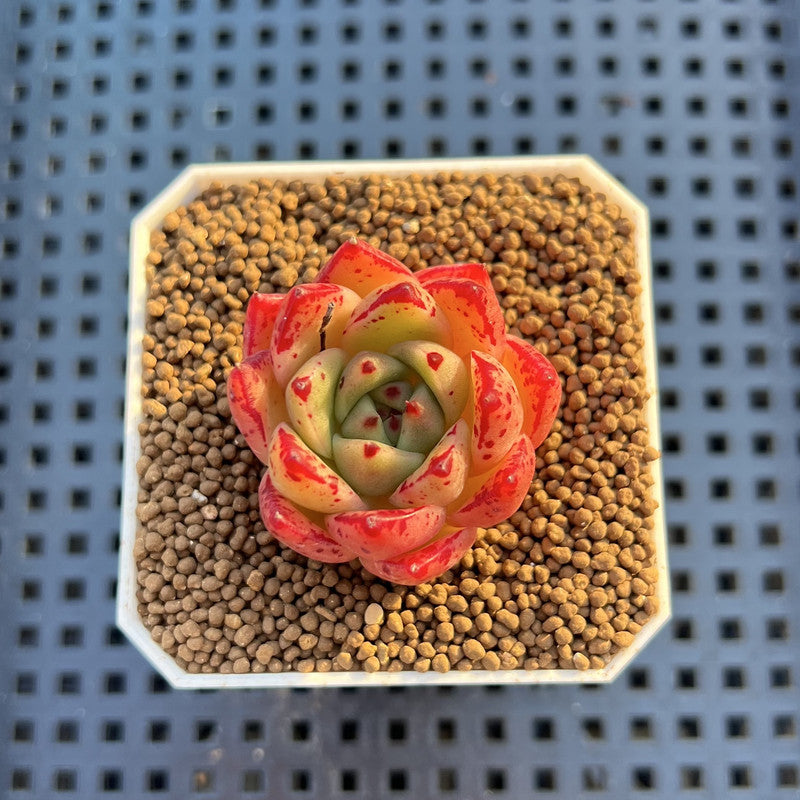 Echeveria Hybrid sp. 1"-2" Hand-Selected Clone (From Brotherly Farm) Succulent Plant Cutting