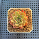 Echeveria Hybrid sp. 1"-2" Hand-Selected Clone (From Brotherly Farm) Succulent Plant Cutting