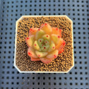 Echeveria Hybrid sp. 1"-2" Hand-Selected Clone (From Brotherly Farm) Succulent Plant Cutting