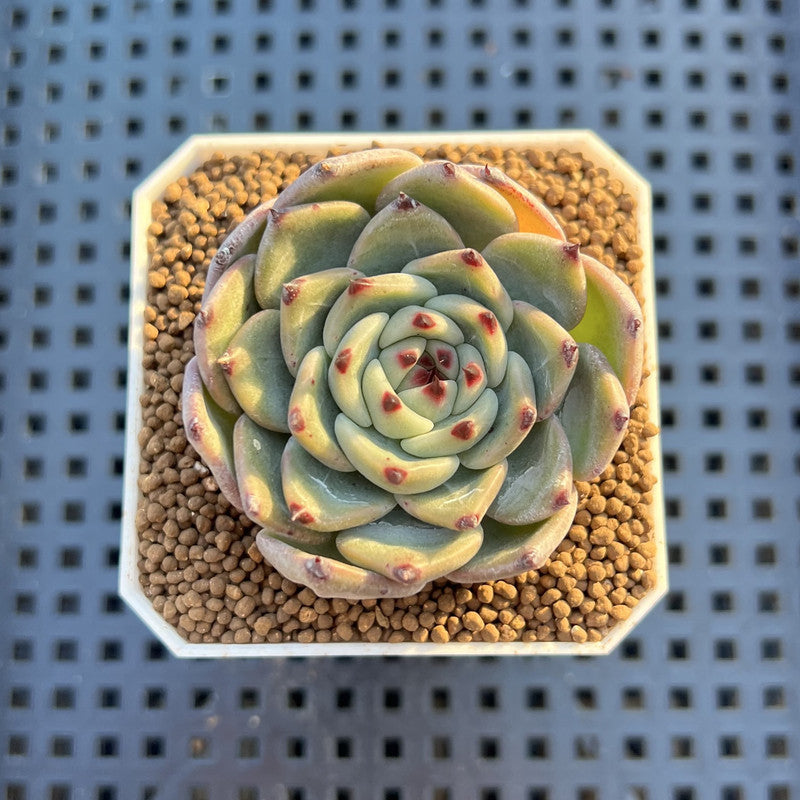 Echeveria Hybrid sp. 1"-2" Hand-Selected Clone (From Brotherly Farm) Succulent Plant Cutting