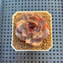 Echeveria Hybrid sp. 1"-2" Hand-Selected Clone (From Brotherly Farm) Succulent Plant Cutting