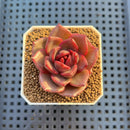 Echeveria Hybrid sp. 1"-2" Hand-Selected Clone (From Brotherly Farm) Succulent Plant Cutting