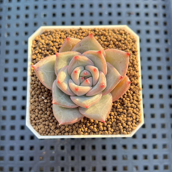 Echeveria Hybrid sp. 1"-2" Hand-Selected Clone (From Brotherly Farm) Succulent Plant Cutting