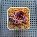 Echeveria Hybrid sp. 1"-2" Hand-Selected Clone (From Brotherly Farm) Succulent Plant Cutting