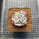 Echeveria 'Black Nail' Mutated 2" Succulent Plant Cutting