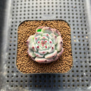 Echeveria 'Black Nail' Mutated 2" Succulent Plant Cutting