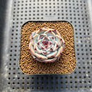 Echeveria 'Harvest' 2" Succulent Plant Cutting
