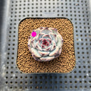 Echeveria 'Harvest' 2" Succulent Plant Cutting