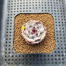 Echeveria 'Harvest' 2" Succulent Plant Cutting