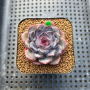 Echeveria 'Dahlia' 2" Succulent Plant Cutting