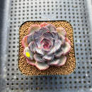 Echeveria 'Dahlia' 2" Succulent Plant Cutting