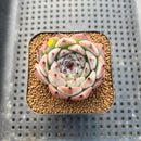 Echeveria 'Harvest' 2" Succulent Plant Cutting