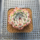 Echeveria 'Harvest' 2" Succulent Plant Cutting