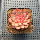 Echeveria 'Chrome Heart' 2" New Hybrid Succulent Plant Cutting