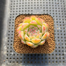 Echeveria 'Snow Flower' 2" Succulent Plant Cutting