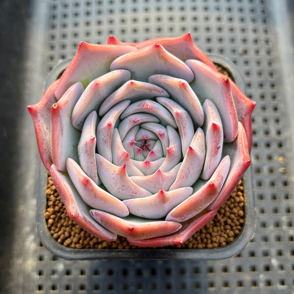 petal leaf succulents Echeveria 'Pikachu' Wide Leaf 2"-3 Succulent Plant Cutting