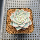 Echeveria 'Lágrima' 2" Succulent Plant Cutting