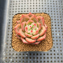 Echeveria 'Charlotte' 2" Succulent Plant Cutting