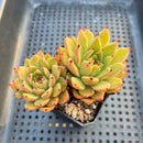 Echeveria Agavoides 'Bumble Bee' 2" Succulent Plant