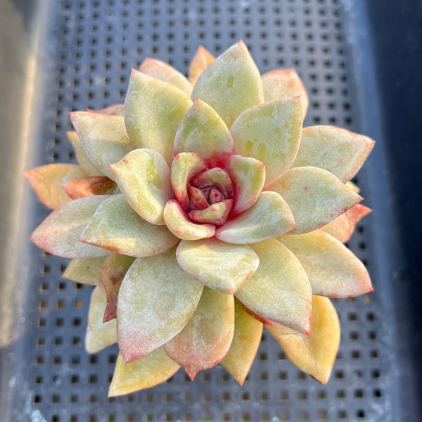 german champagne succulent Echeveria 'German Champaign' 1