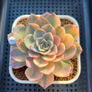 Echeveria 'Jocelyn'  Variegated 3" Succulent Plant Cutting