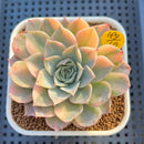 Echeveria 'Jocelyn'  Variegated 3" Succulent Plant Cutting