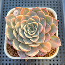Echeveria 'Jocelyn'  Variegated 3" Succulent Plant Cutting
