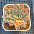 Echeveria 'Jocelyn'  Variegated 3" Succulent Plant Cutting