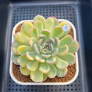 Echeveria 'Strawberry Ice' Variegated 3" Succulent Plant Cutting