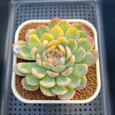 Echeveria 'Strawberry Ice' Variegated 3" Succulent Plant Cutting
