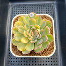 Echeveria 'Strawberry Ice' Variegated 3" Succulent Plant Cutting