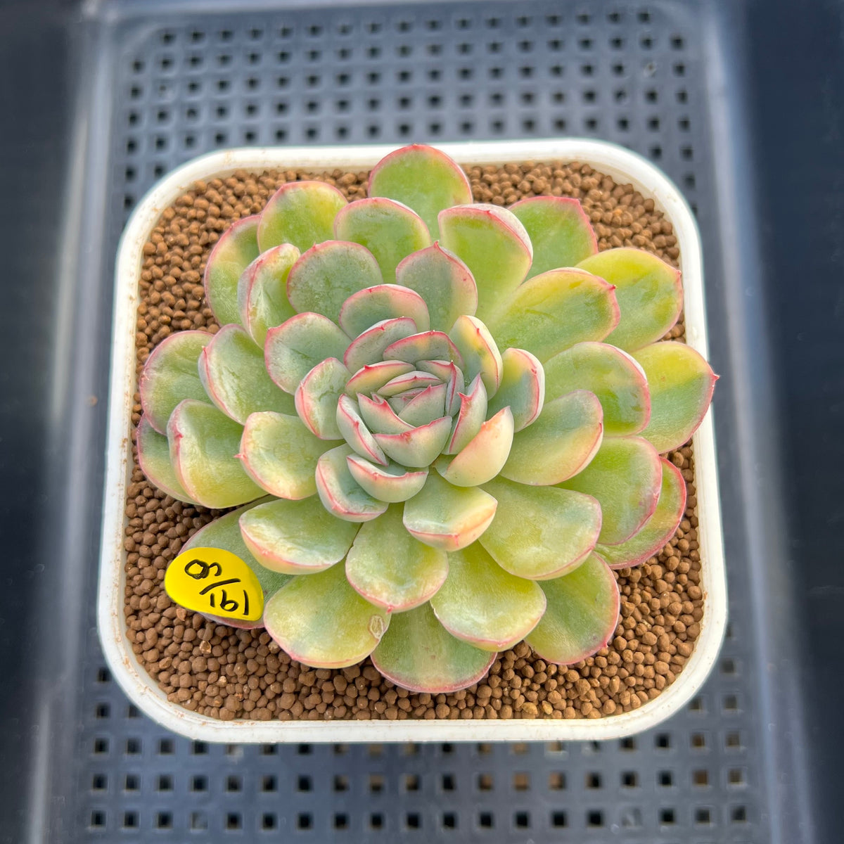 Echeveria 'Strawberry Ice' Variegated 3" Succulent Plant Cutting