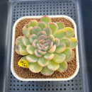 Echeveria 'Strawberry Ice' Variegated 3" Succulent Plant Cutting