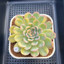 Echeveria 'Strawberry Ice' Variegated 3" Succulent Plant Cutting