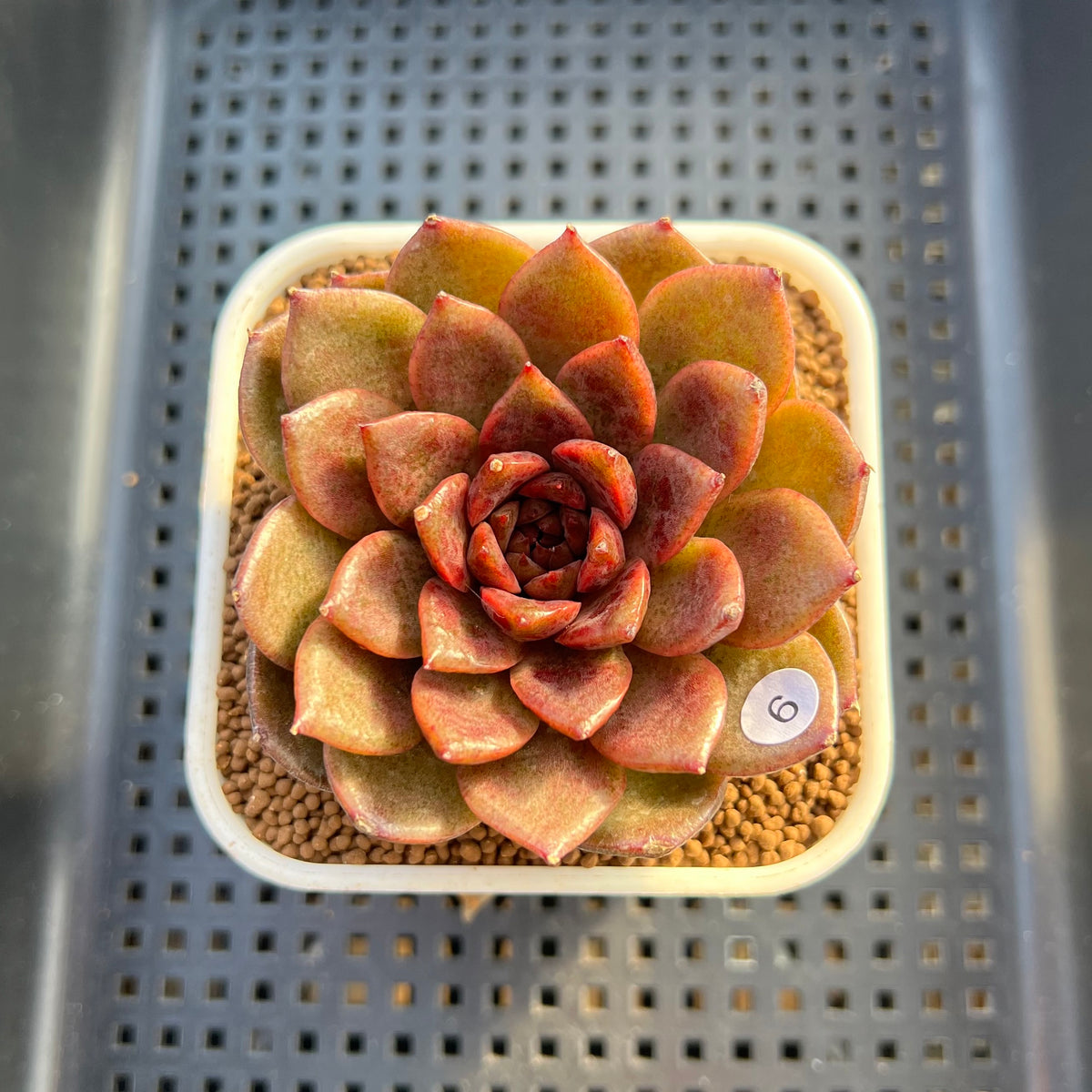 Echeveria 'Volare' 3" Succulent Plant Cutting