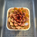 Echeveria 'Volare' 3" Succulent Plant Cutting