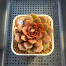 Echeveria 'Volare' 3" Succulent Plant Cutting