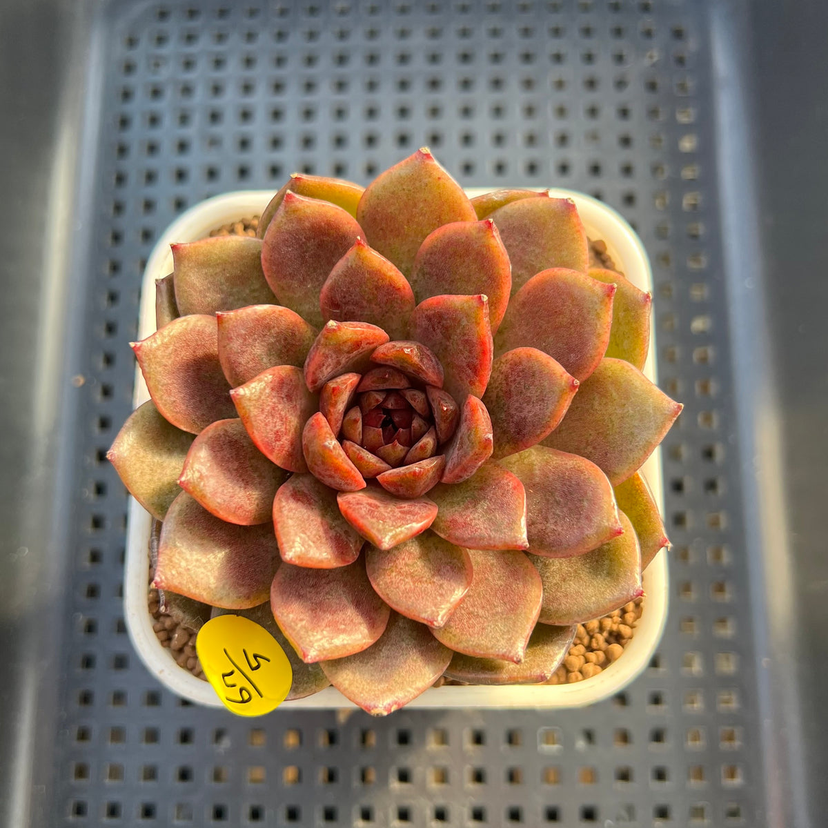 Echeveria 'Volare' 3" Succulent Plant Cutting