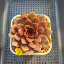 Echeveria 'Volare' 3" Succulent Plant Cutting