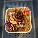 Echeveria 'Volare' 3" Succulent Plant Cutting