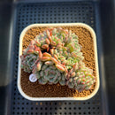 Echeveria 'White Farm' 2"-3" Succulent Plant Cutting