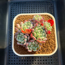 Echeveria 'White Farm' 2"-3" Succulent Plant Cutting