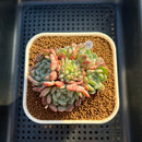 Echeveria 'White Farm' 2"-3" Succulent Plant Cutting