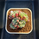 Echeveria 'White Farm' 2"-3" Succulent Plant Cutting