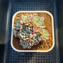 Echeveria 'White Farm' 2"-3" Succulent Plant Cutting